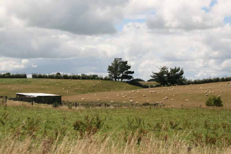 Nieuw-Zeeland 2011 - 1751